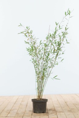 Bambou Rouge / Fargesia Jiuzhaigou 60-80 cm