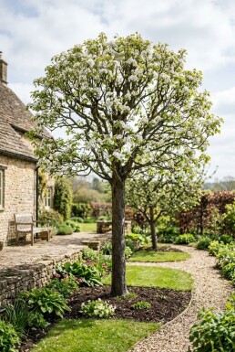Pyrus bretschneideri 'Early Shu' demi-tige