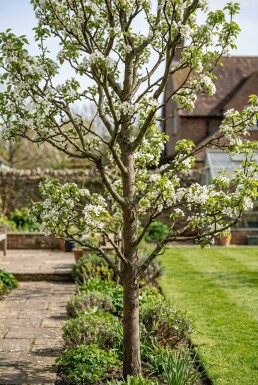 Pyrus bretschneideri 'Early Shu' demi-tige