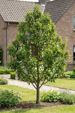Pyrus communis Beurré
