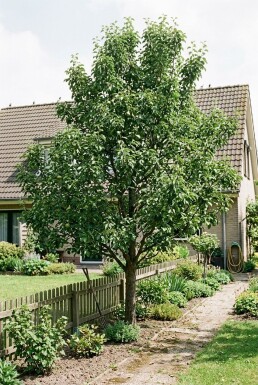 Pyrus communis Beurré