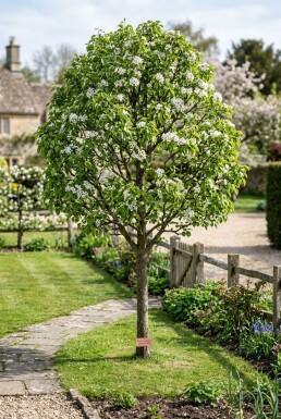 Pyrus communis 'Beurré Hardy' Demi-tige