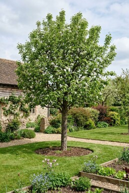 Pyrus communis 'Beurré Hardy' Demi-tige