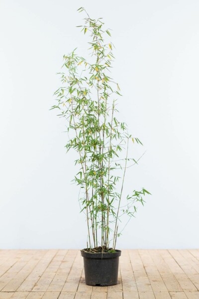 Bambou Rouge / Fargesia Jiuzhaigou 100-125 cm