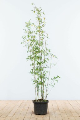 Bambou Rouge / Fargesia Jiuzhaigou 100-125 cm
