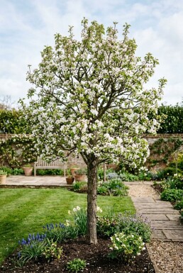 Pyrus communis 'Clapp's Favourite' Demi-tige