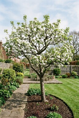 Pyrus communis 'Clapp's Favourite' Demi-tige