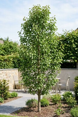 Pyrus communis 'Decora' Arbre en colonne