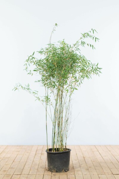 Bambou Rouge / Fargesia Jiuzhaigou 125-150 cm