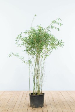 Bambou Rouge / Fargesia Jiuzhaigou 125-150 cm