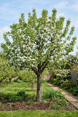 Pyrus communis 'Doyenné du Comice' Demi-tige