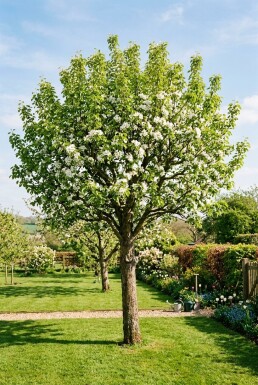 Pyrus communis 'Doyenné du Comice' Demi-tige