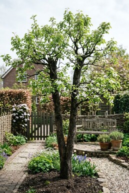 Pyrus communis 'Duo-peer' Duostam