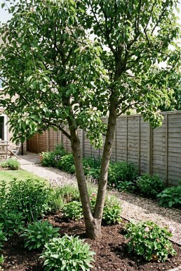 Pyrus communis 'Duo-peer' Duostam