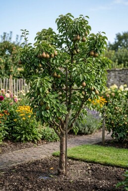 Pyrus communis 'Gieser Wildeman' basse-tige avec support