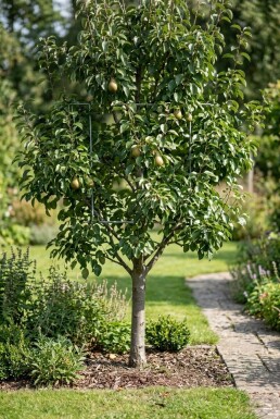 Pyrus communis 'Gieser Wildeman' basse-tige avec support