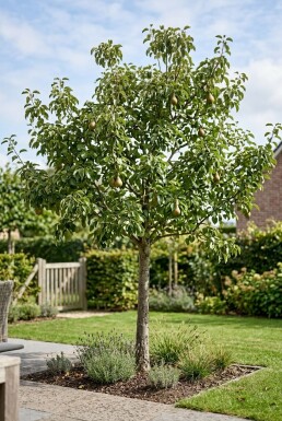 Pyrus communis 'Gieser Wildeman' Demi-tige