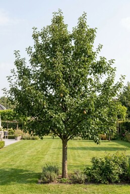 Pyrus communis 'Gieser Wildeman' Demi-tige