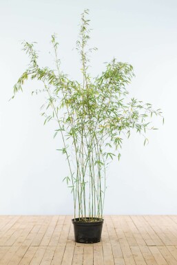 Bambou Rouge / Fargesia Jiuzhaigou 150-175 cm