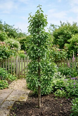 Pyrus communis 'Obelisk' ramifié