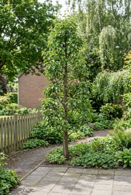 Pyrus communis 'Obelisk' ramifié