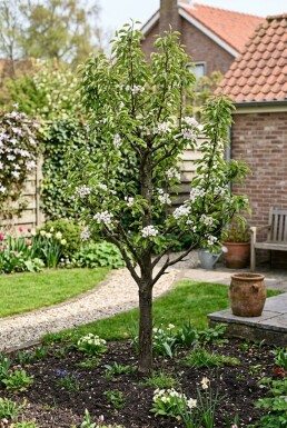 Pyrus communis 'Triomphe de Vienne' Basse-tige