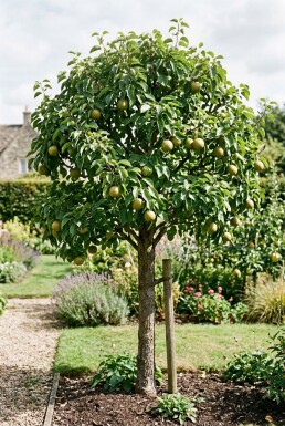 Pyrus pyrifolia 'Nijisseiki' demi-tige