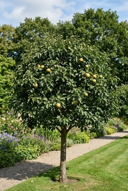 Pyrus pyrifolia 'Nijisseiki' demi-tige