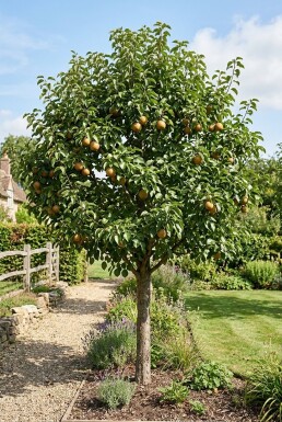 Pyrus pyrifolia 'Shinseiki' demi-tige