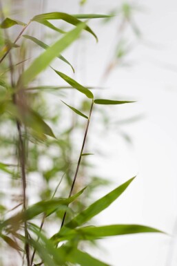 Bambou / Fargesia Murielae Jumbo 200-225 cm - Pot