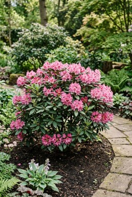 Rhododendron yakushimanum 'Anuschka' Arbuste