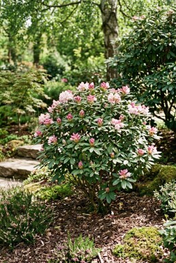 Rhododendron yakushimanum 'Anuschka' Arbuste