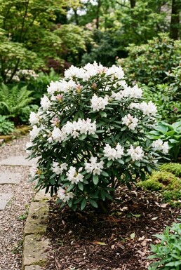 Rhododendron yakushimanum 'Schneekrone' Arbuste