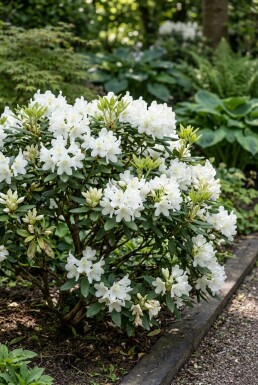 Rhododendron yakushimanum 'Schneekrone' Arbuste