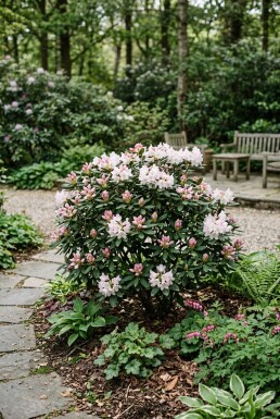 Rhododendron yakushimanum 'Tina Heinje' Arbuste