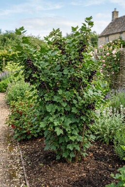 Ribes nidigrolaria 'Jostaberry'