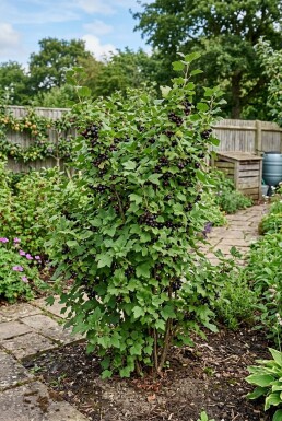 Ribes nidigrolaria 'Jostaberry'