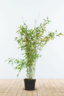 Bambou / Fargesia Murielae Jumbo 80-100 cm