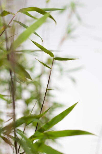 Bambou / Fargesia Murielae Jumbo 80-100 cm