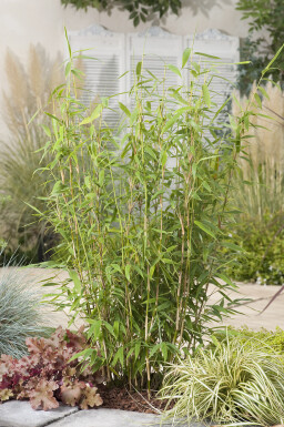 Bambou / Fargesia Murielae Jumbo 80-100 cm