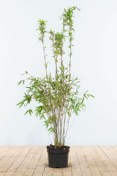 Bambou / Fargesia Murielae Jumbo 100-125 cm