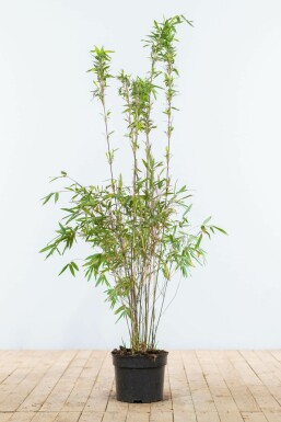Bambou / Fargesia Murielae Jumbo 100-125 cm