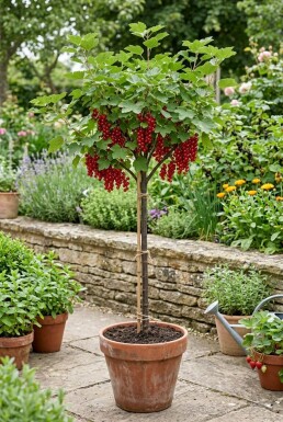 Ribes rubrum 'Jonkheer van Tets' Tige