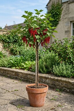Ribes rubrum 'Jonkheer van Tets' Tige