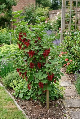 Ribes rubrum 'Jonkheer van Tets' Arbuste