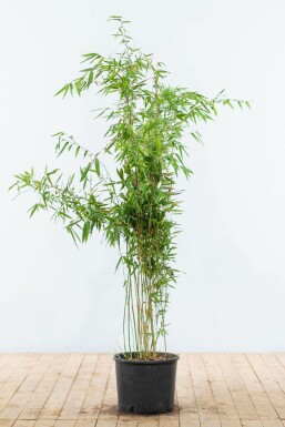 Bambou / Fargesia Murielae Jumbo 125-150 cm