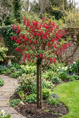 Ribes sanguineum 'Pulborough Scarlet' Demi-tige