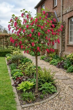 Ribes sanguineum 'Pulborough Scarlet' Demi-tige