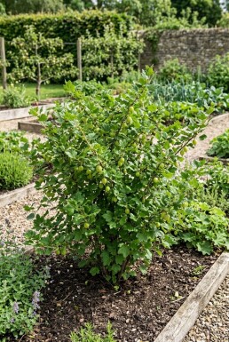Ribes uva-crispa 'Hinnonmäki Grön'
