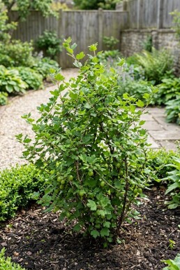 Ribes uva-crispa 'Hinnonmäki Grön'